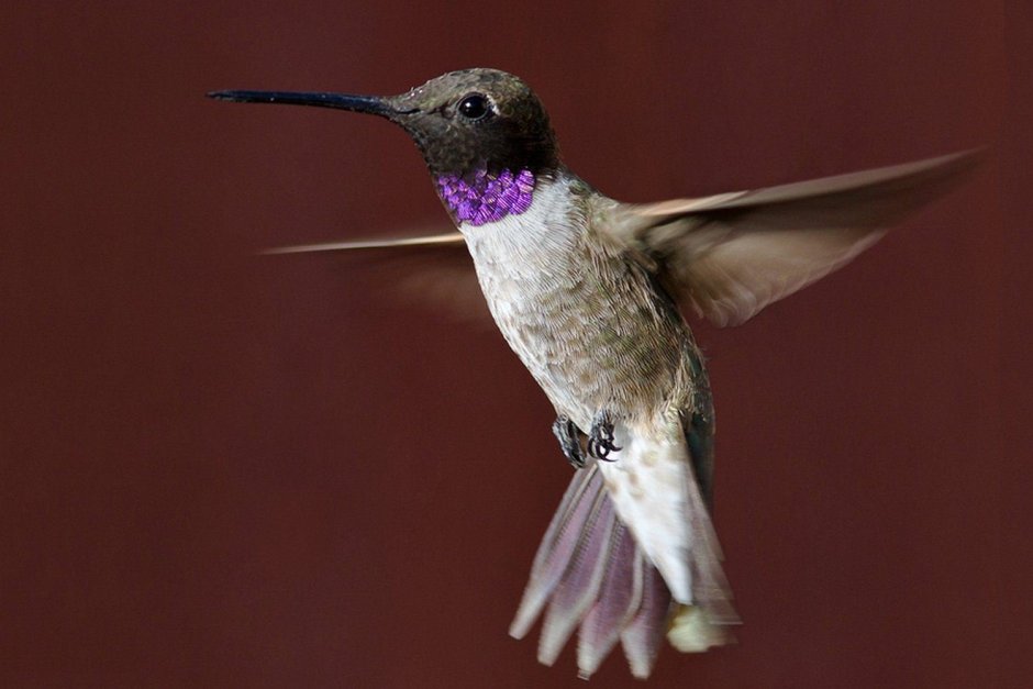 Black-Chinned Hummingbird