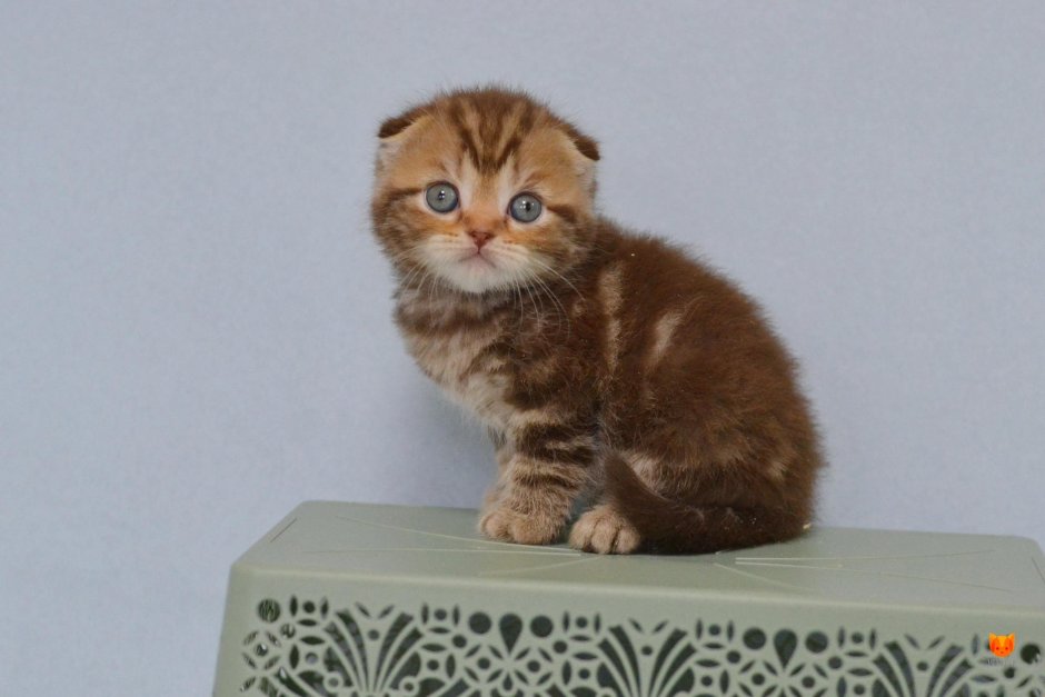 Шотландская вислоухая кошка шоколадный мрамор