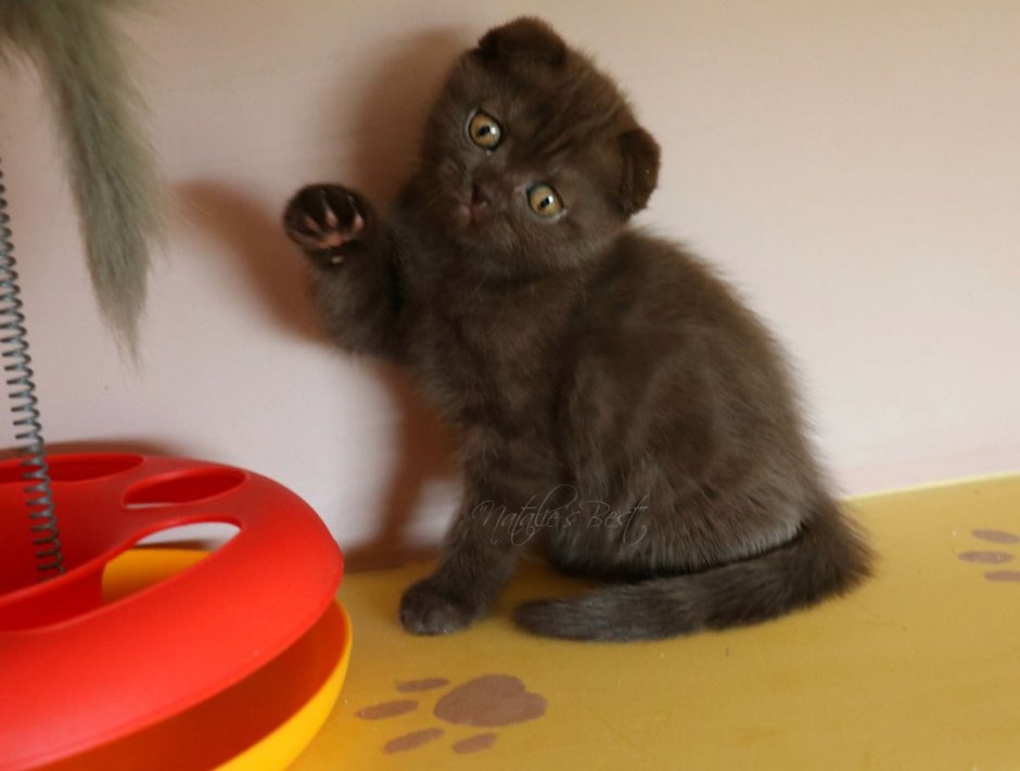 Шоколадный дым вислоухий котенок