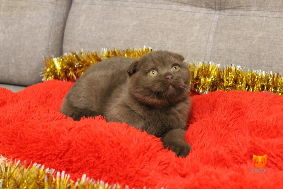 Скоттиш фолд вислоухий мраморный