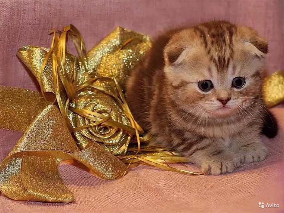 Шотландский вислоухий кот золотой мрамор