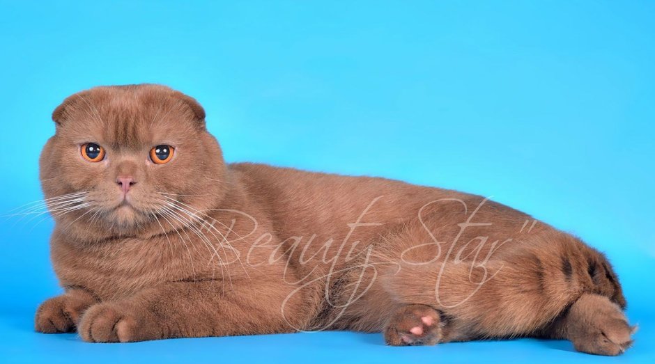 Шотландская вислоухая кошка