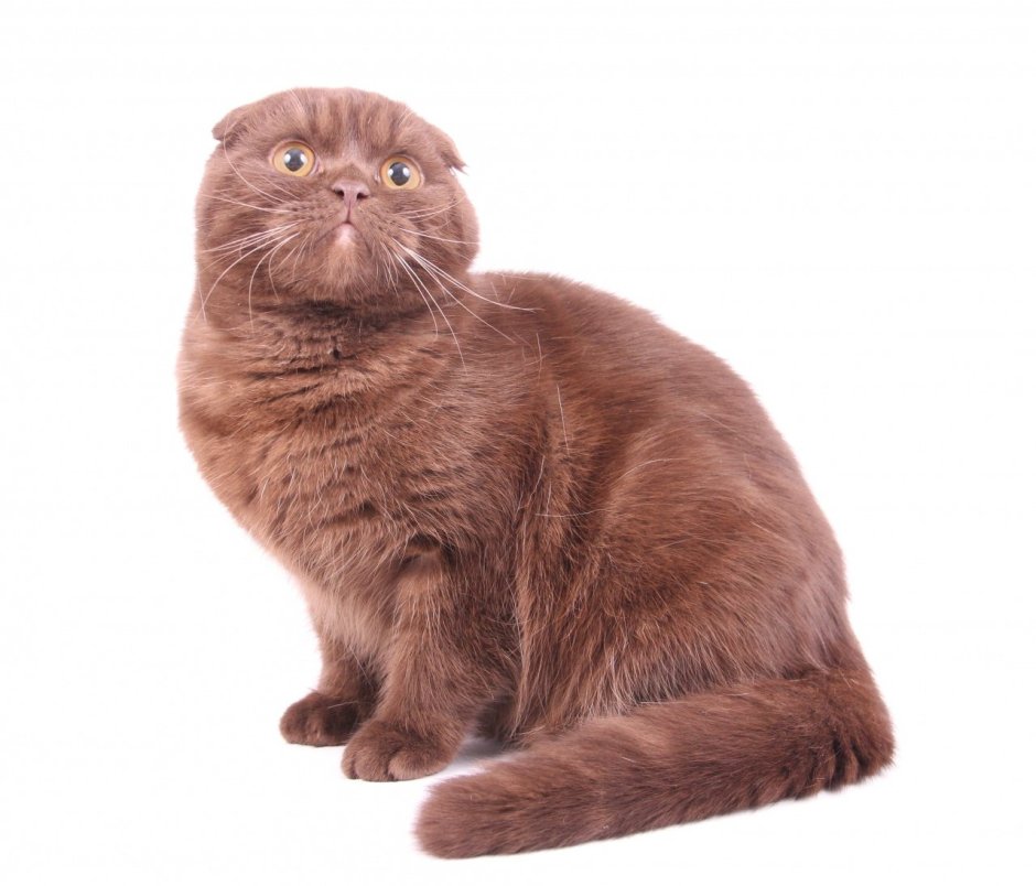 Шоколадный кот скоттиш фолд