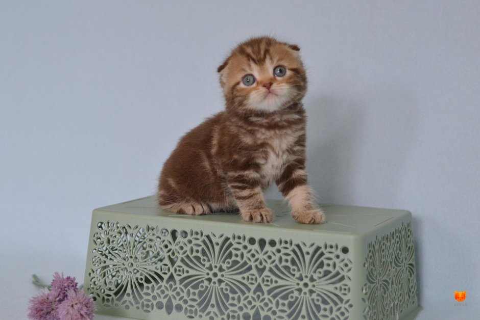Шотландская вислоухая кошка черная