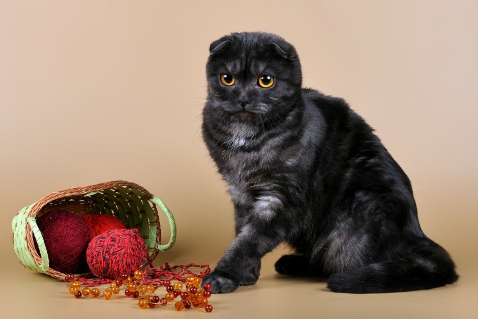 Шотландский вислоухий кот черный