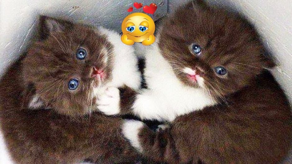 Шотландская вислоухая кошка циннамон
