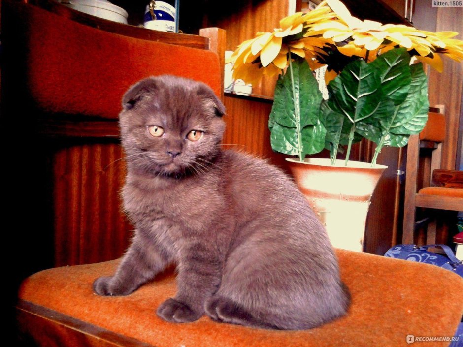Скоттиш фолд шоколадного цвета