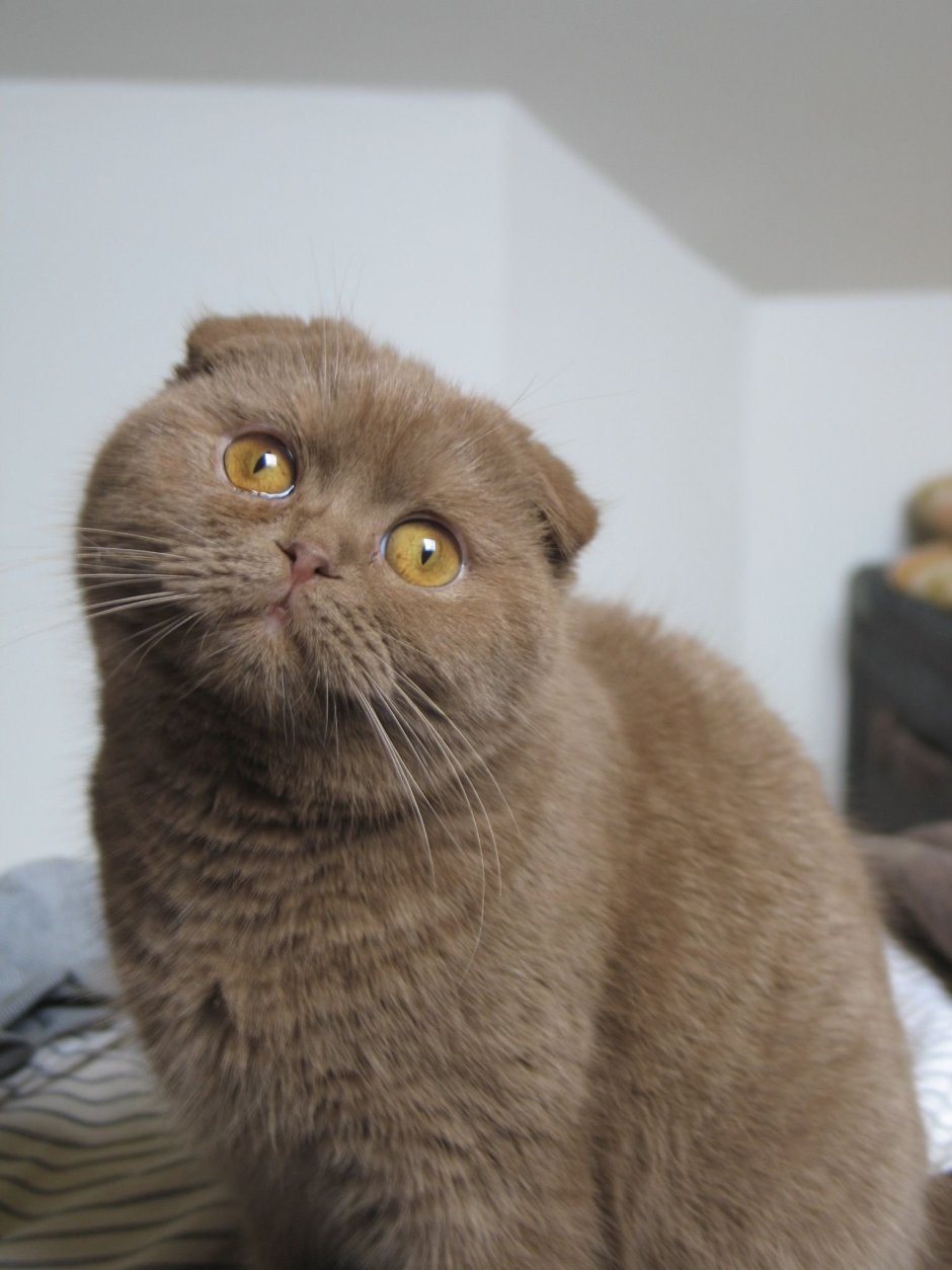 Британский скоттиш фолд