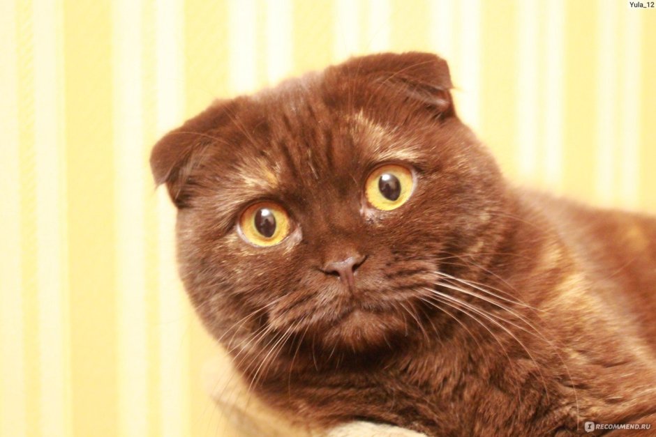 Шотландская вислоухая кошка