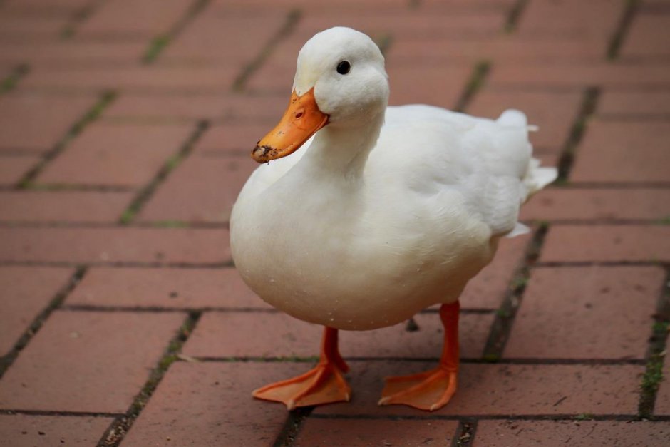 Canard Blanc