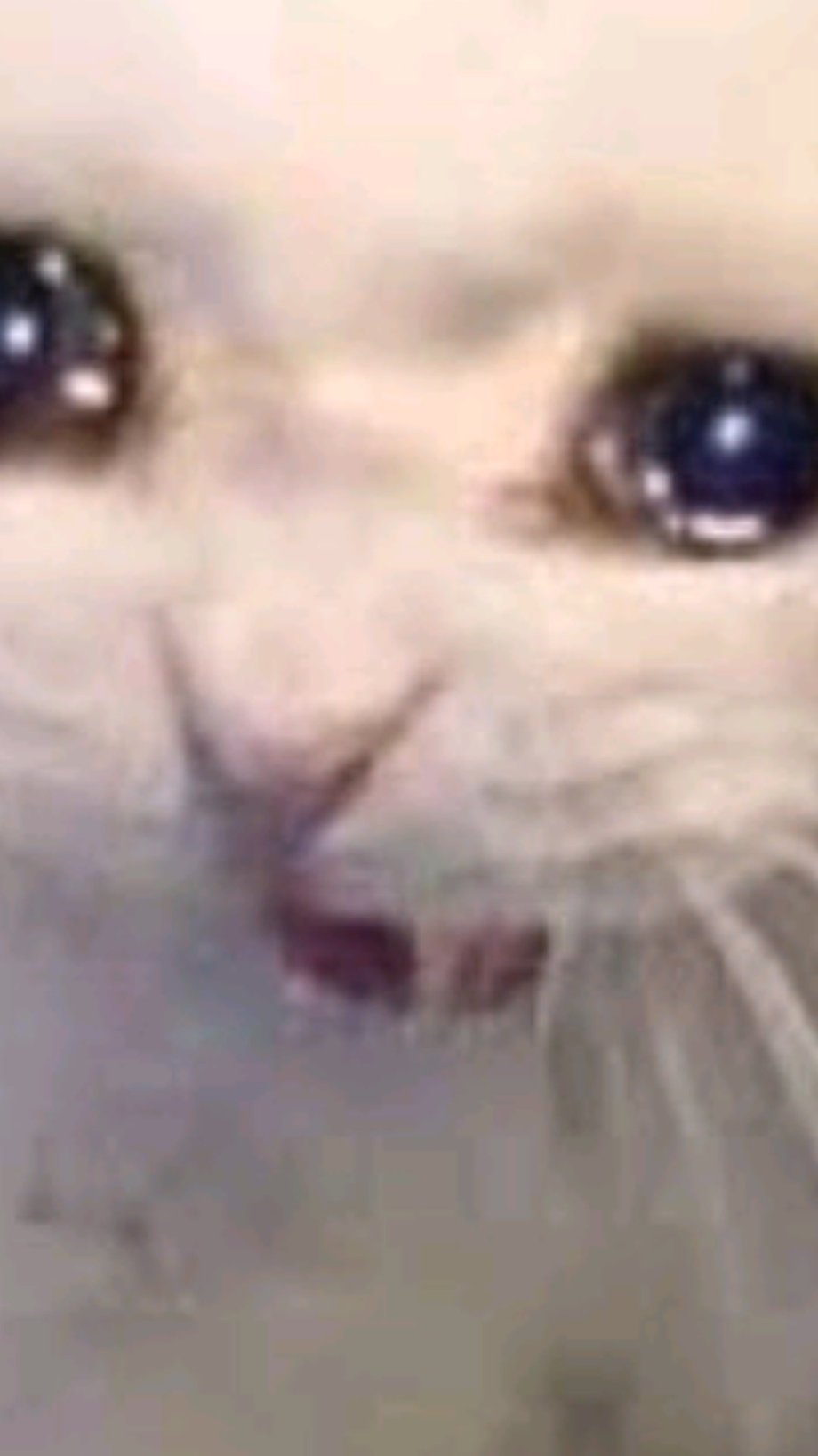 Кот ест и плачет Мем