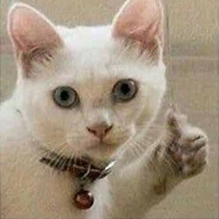 Плачущий котик с пальцем вверх