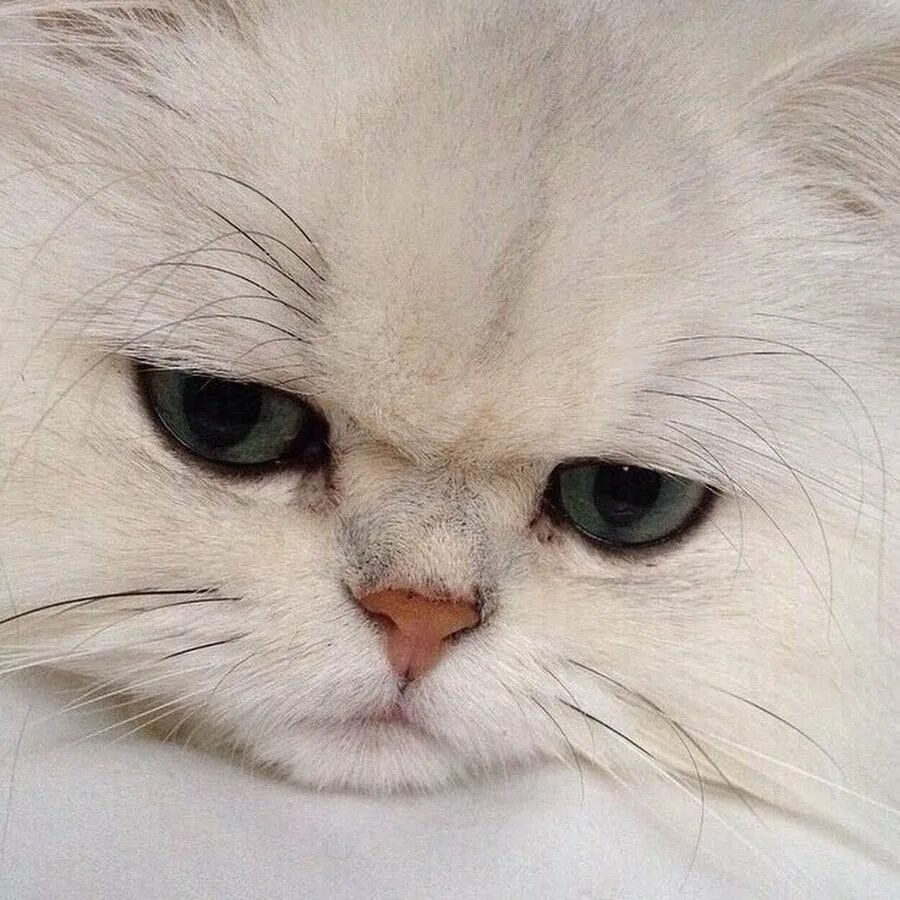 Котик со слезами