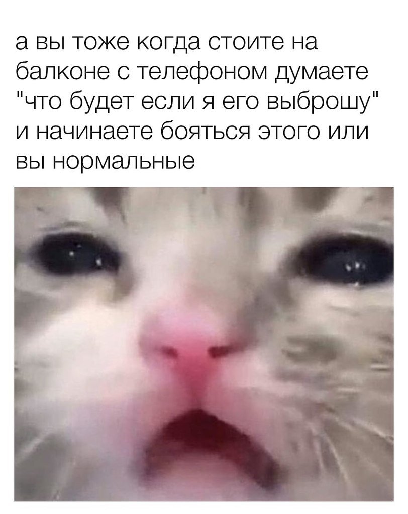 Котенок плачет Мем