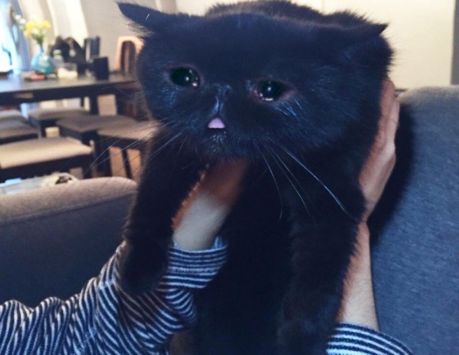 Котик плачет