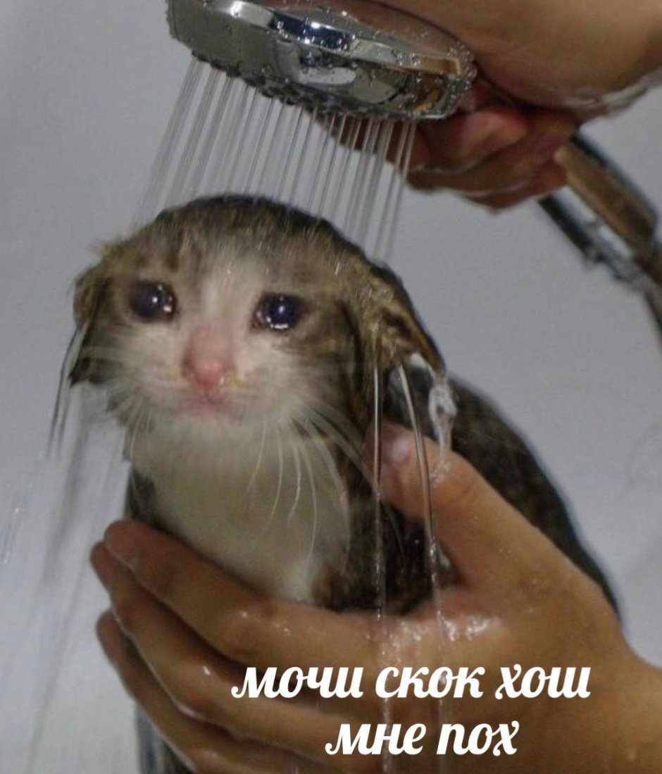 Плачущий котенок