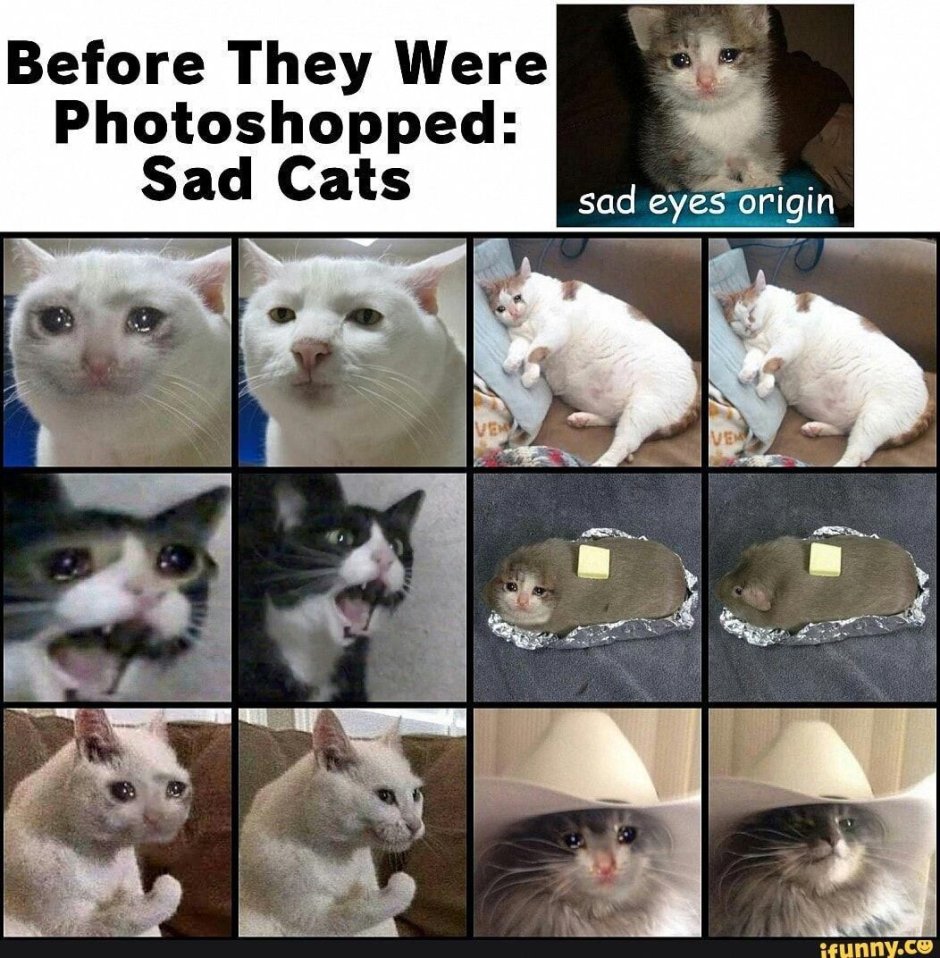 Мемный кот