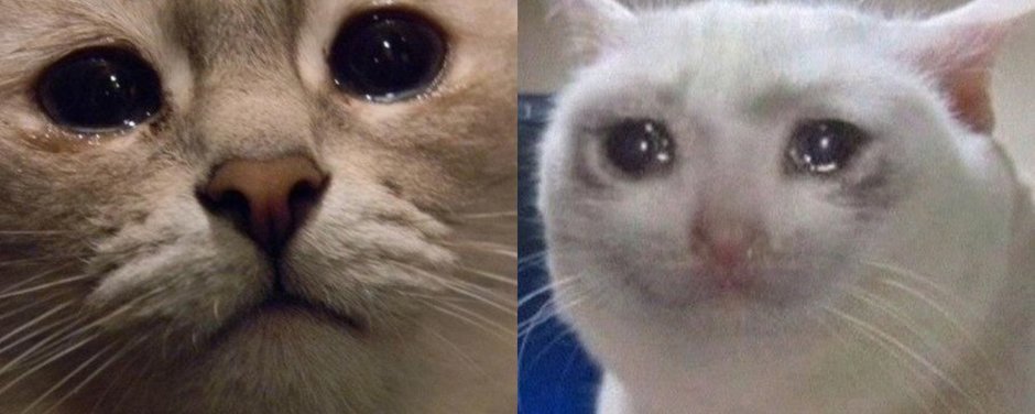 Грустный кот ест