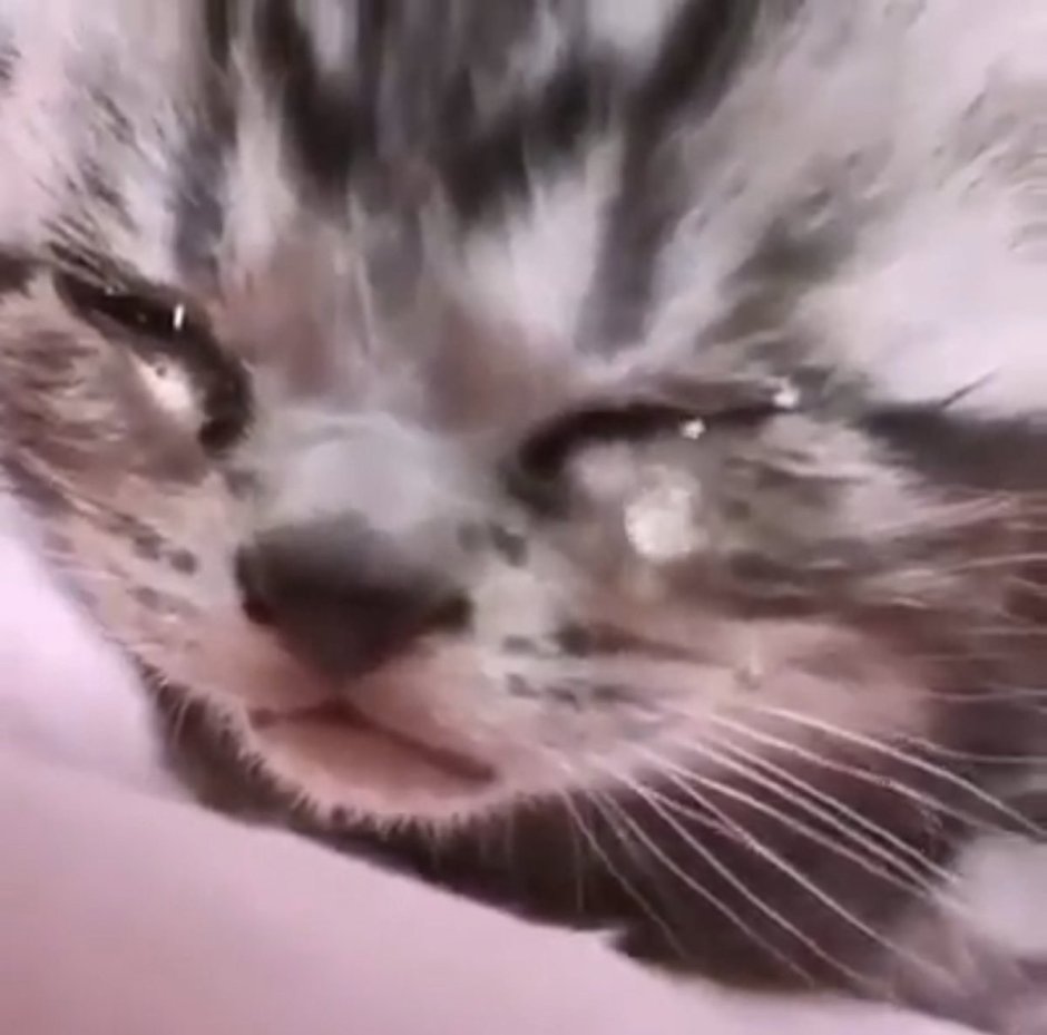 Плачущий кот гифка
