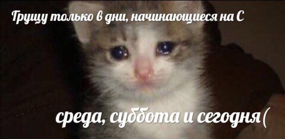 Кот плачет Мем