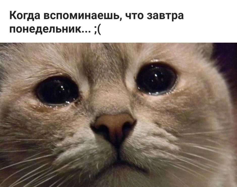 Улыбающийся Плачущий кот