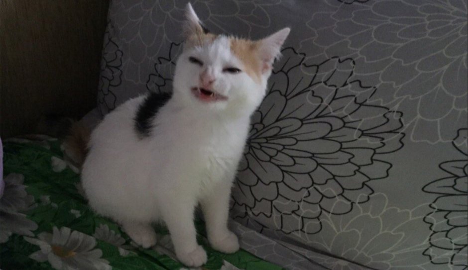 Кот отвращение