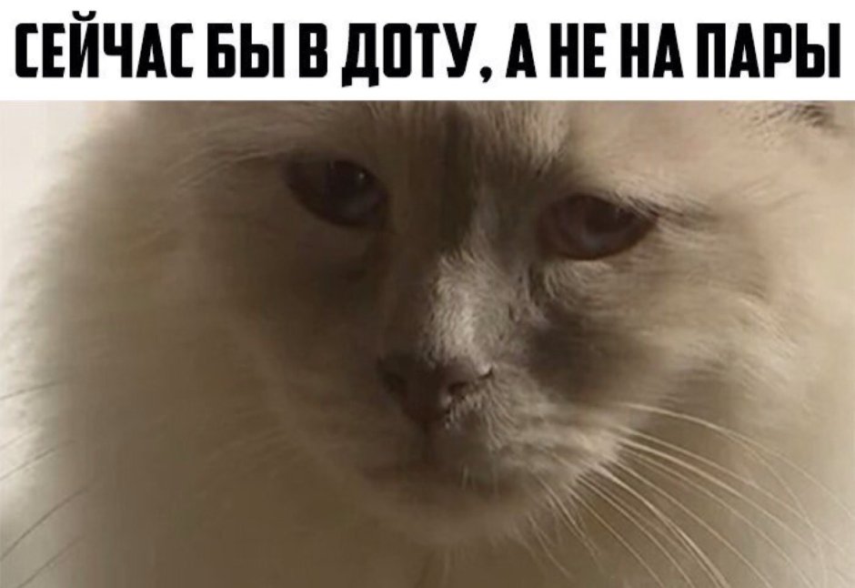Кот плачет Мем