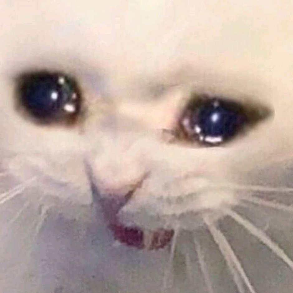 Кот ест и плачет