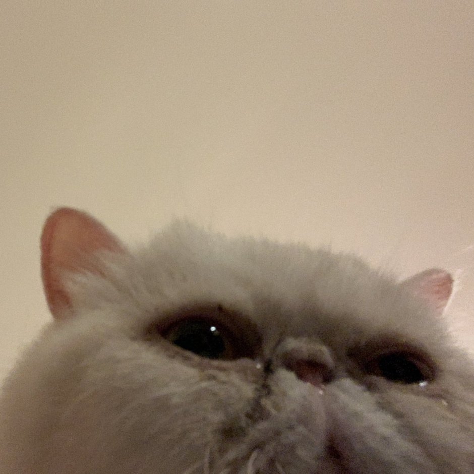 Кот плачет Мем