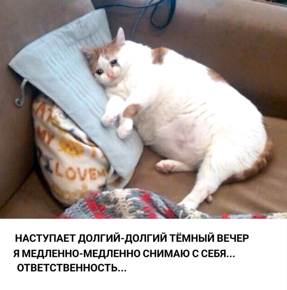 Заплаканный кот