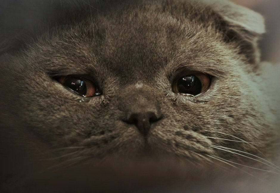 Нарисованные мемы