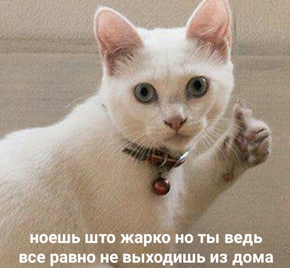 Плачущий кот