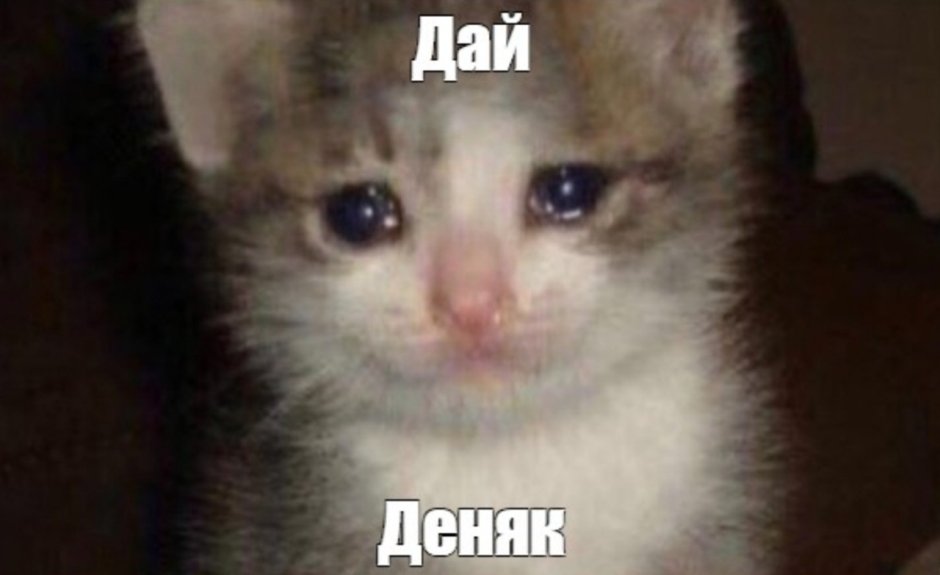 Котик плачет мемы