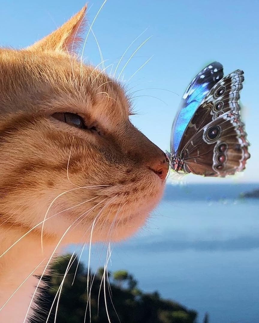 Кошка с бабочкой на носу