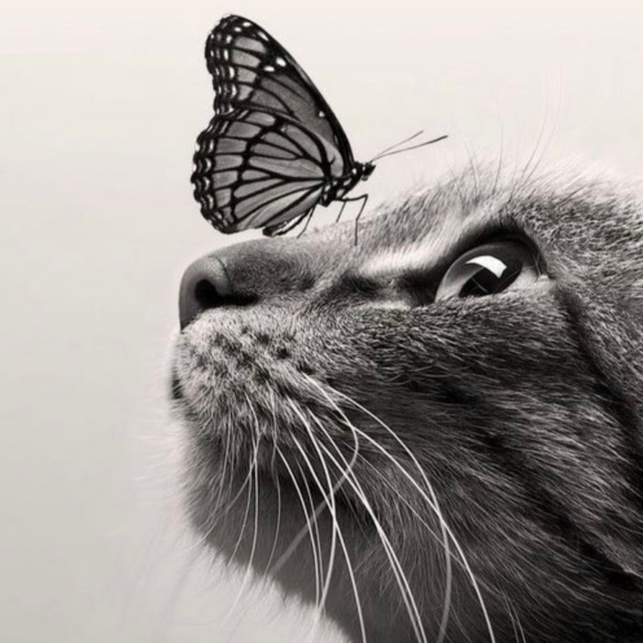 Кот с бабочкой на носу