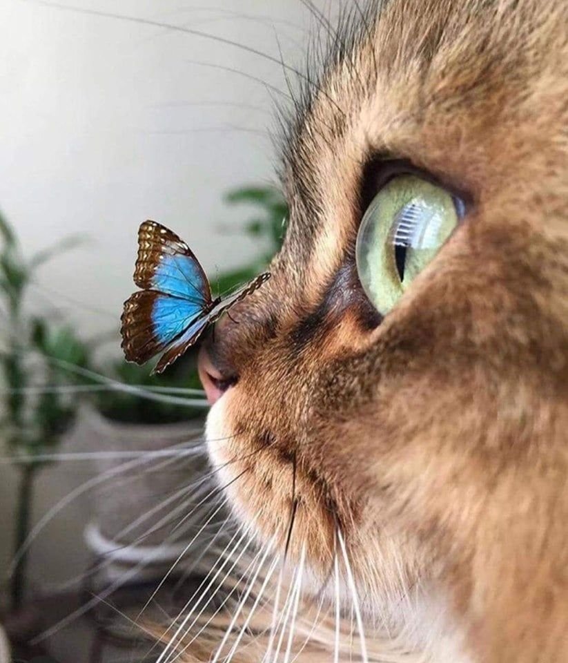 Кошка в шляпе