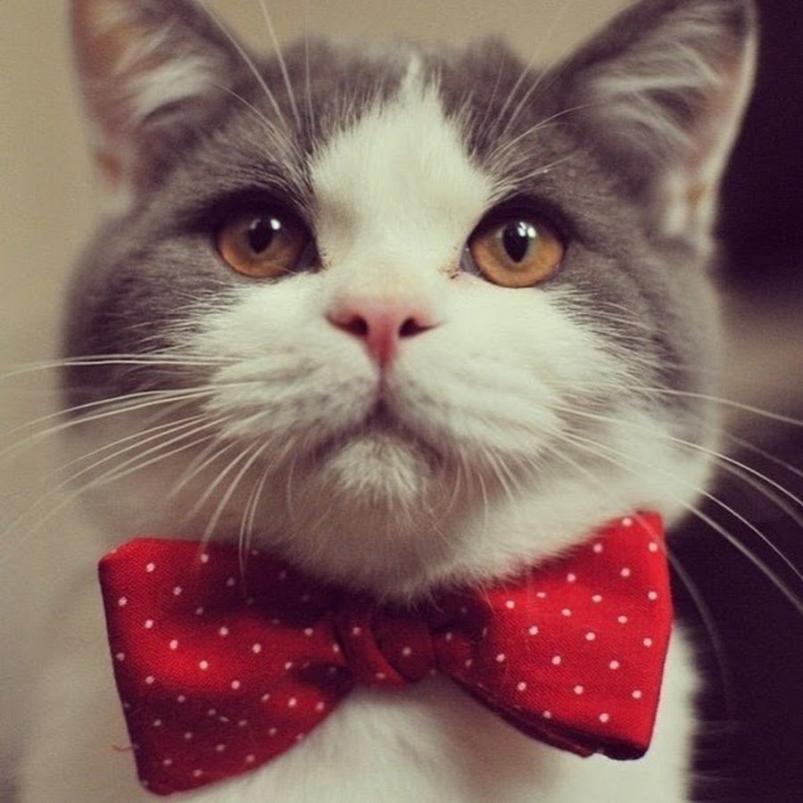 Кот охотится за бабочкой