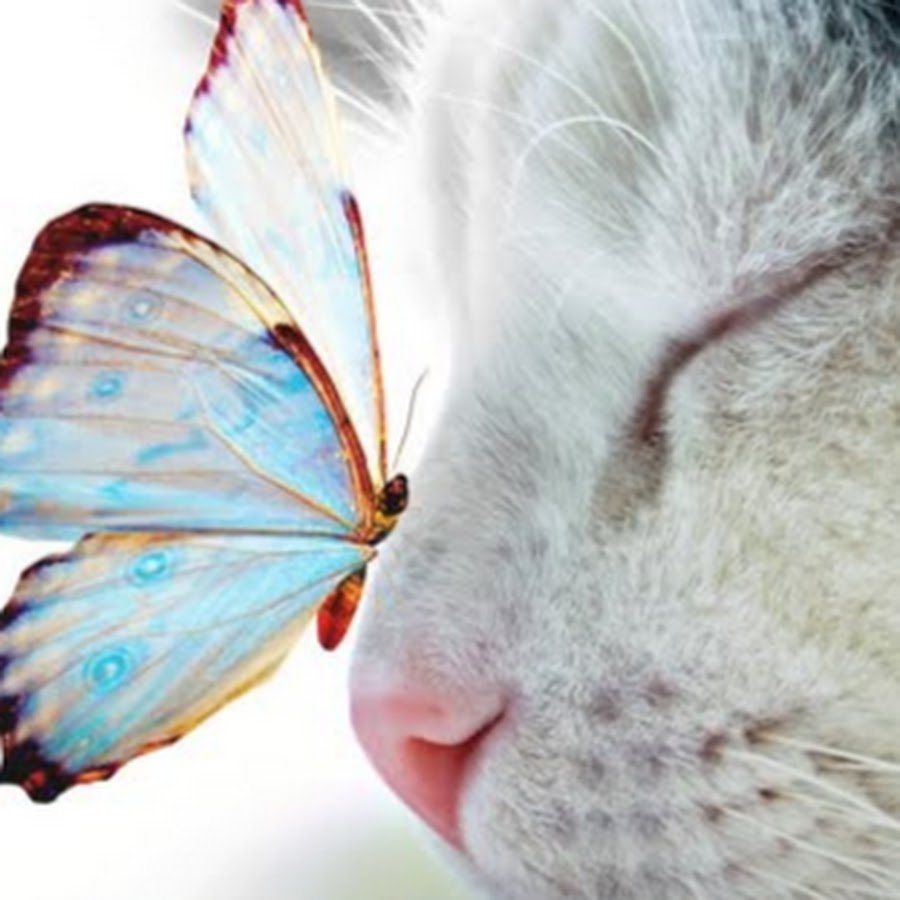Кот и бабочка