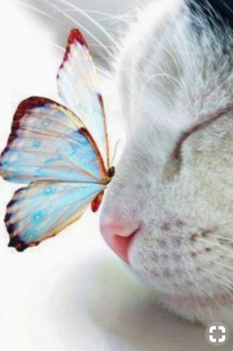 Одуванчики и кот живопись