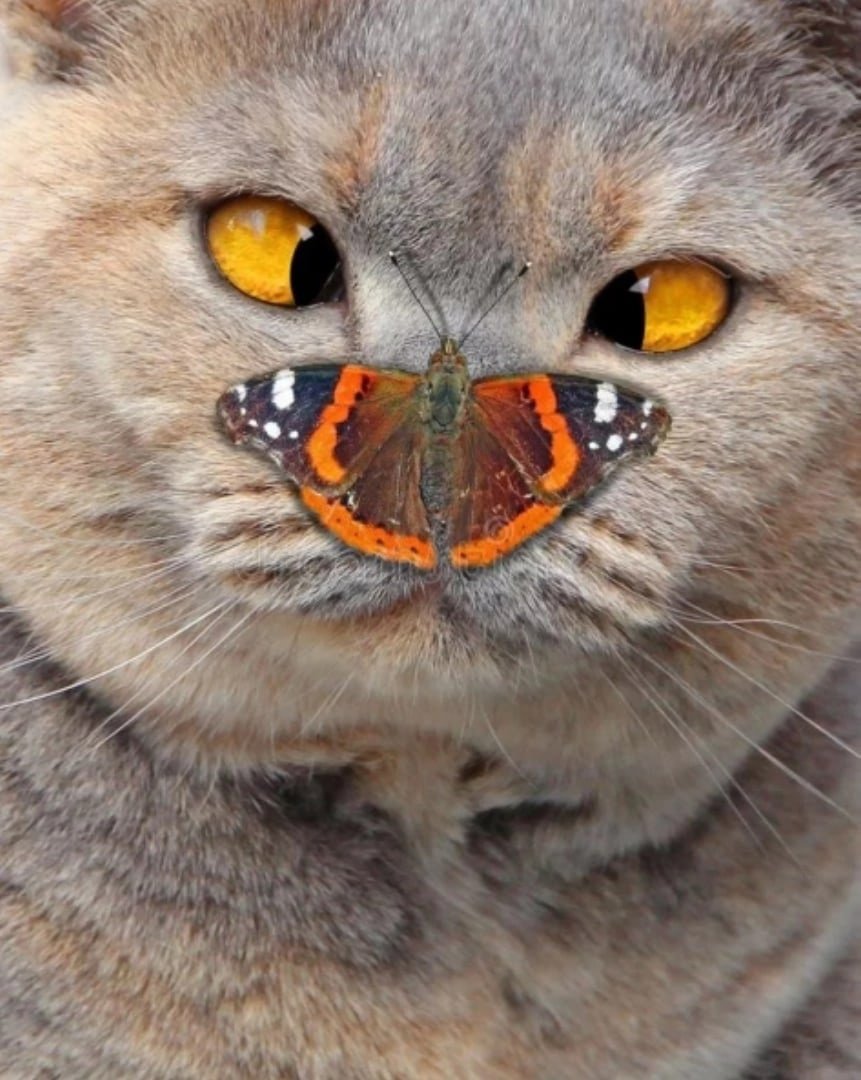 Кот и бабочка