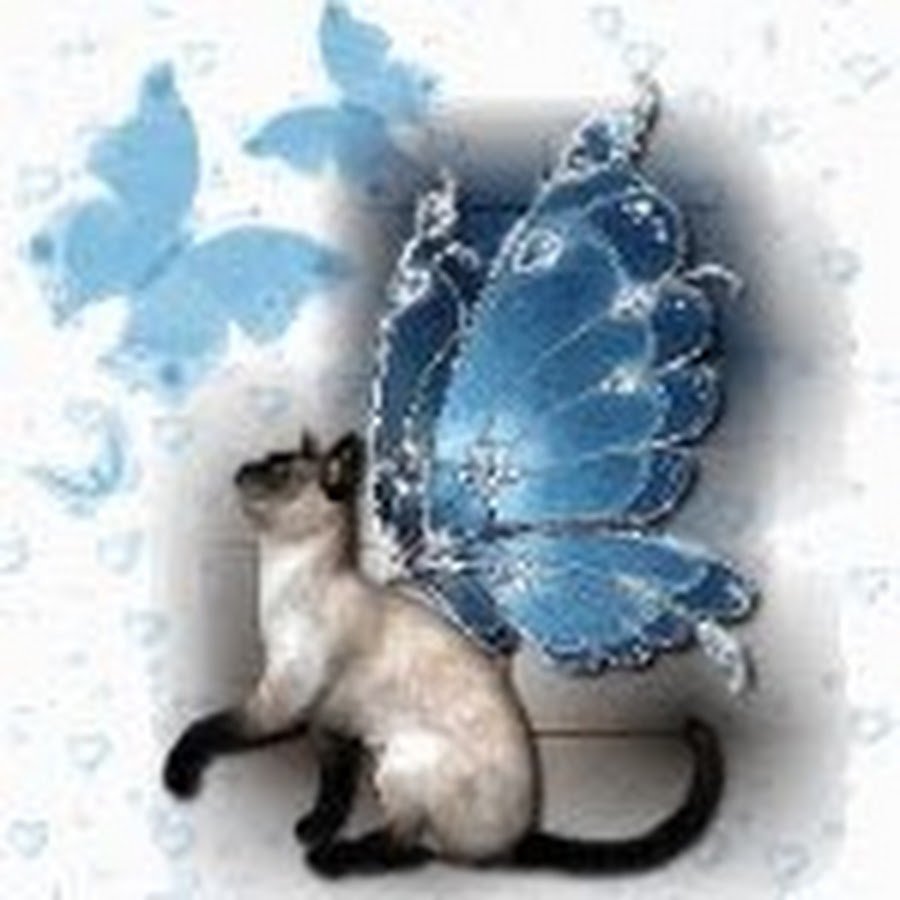 Кот нюхает цветы