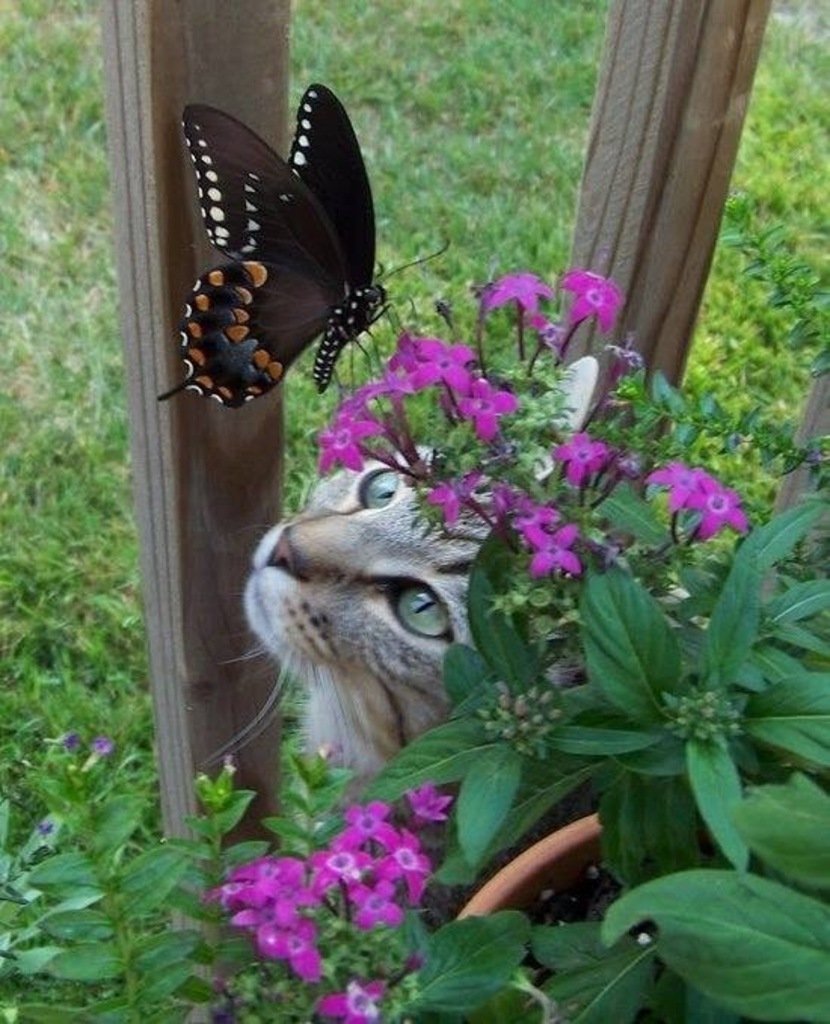 Котик с бабочкой на шее