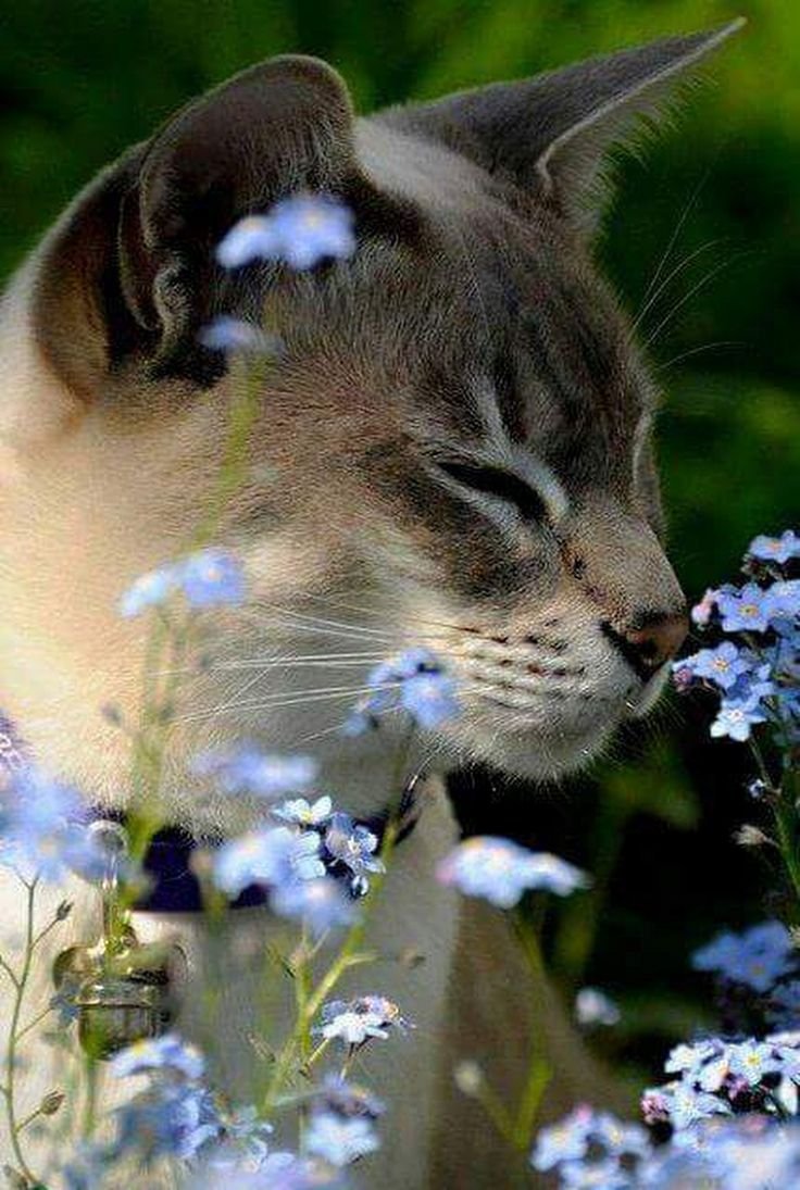 Кошка с бабочками