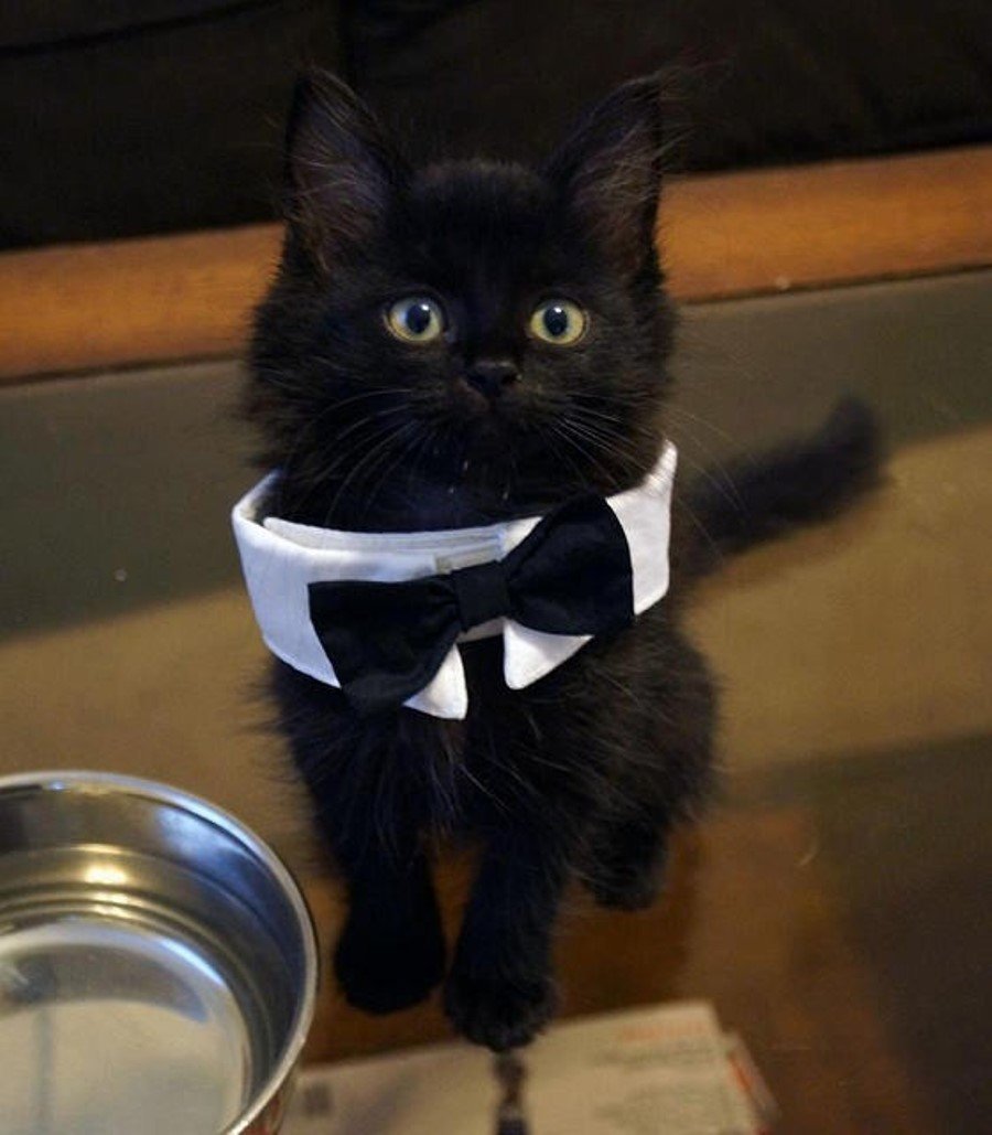 Кот ловит бабочку фото