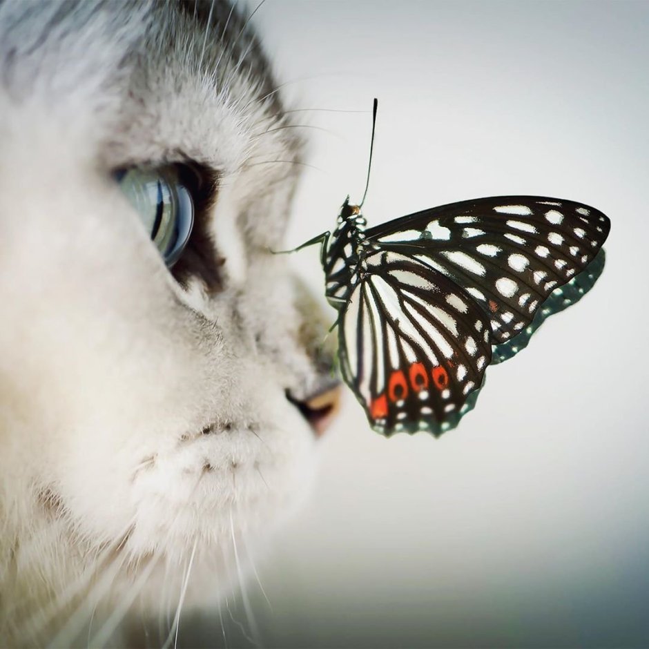 Бабочка на носу