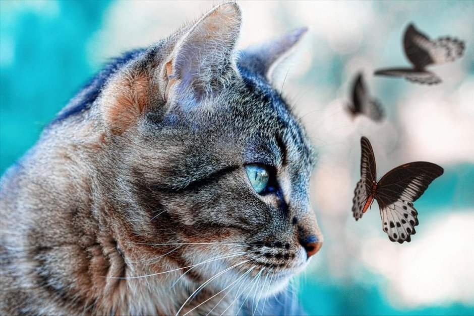 Котенок с бабочкой