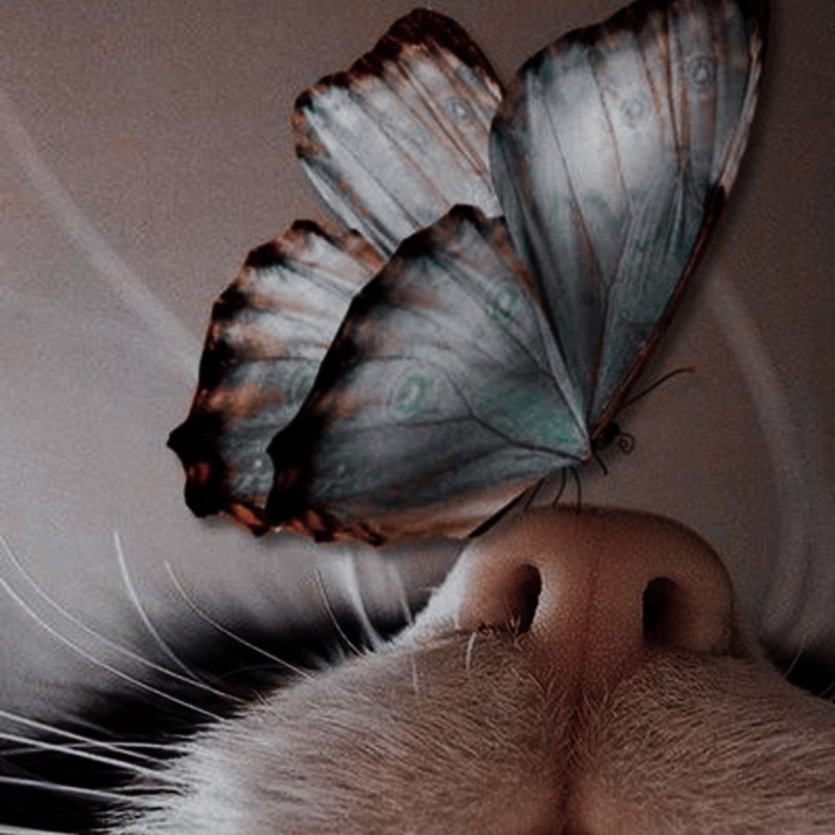 Кошка с бабочками