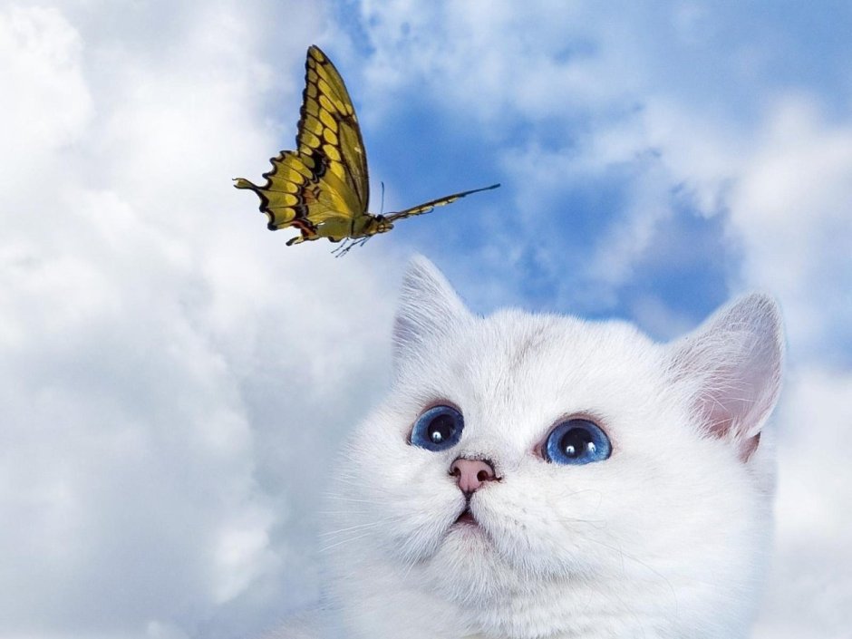 Кот с бабочкой на носу
