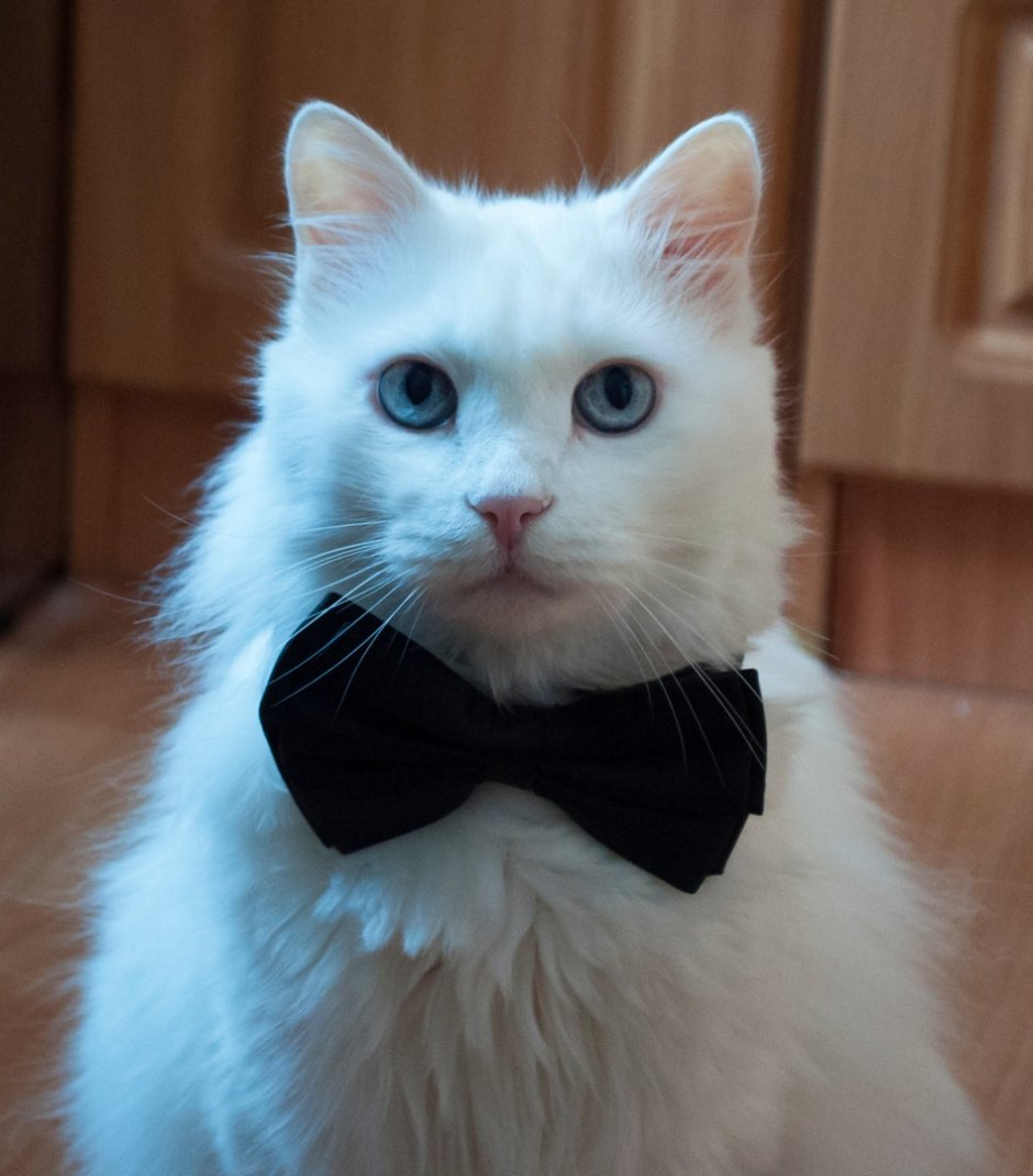 Коты Воители Полынница