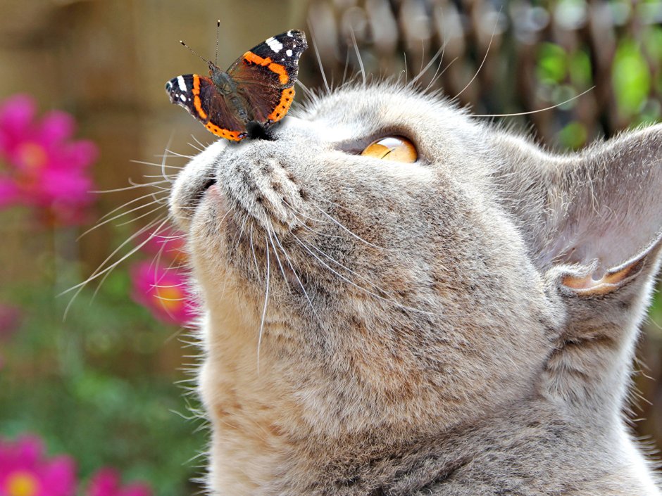 Аватарки кошки